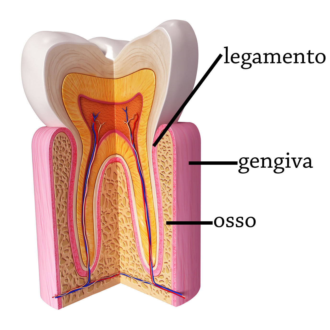 Illustrazione 3D dell'anatomia dei denti